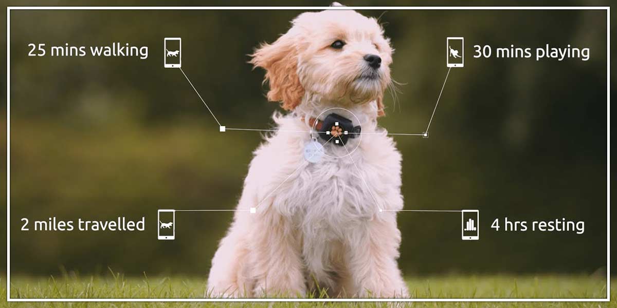 Locating the puppy helps us feel more secure