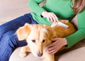 10 Tips to Keep Dog's Fur Silky