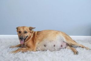 3 Signs That Help Identify Birth Dogs