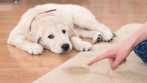 3 Ways for Toilet Training a Puppy or Dog