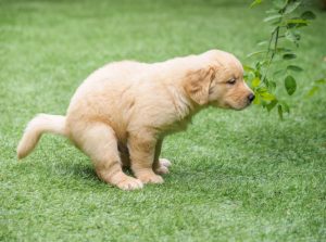 Signs that the dog is about to go to the toilet