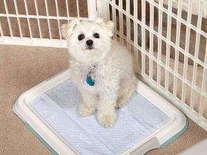 3 Ways for Toilet Training a Puppy or Dog