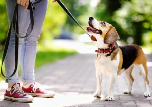 3 Ways for Toilet Training a Puppy or Dog