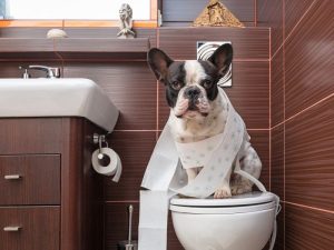 3 Ways for Toilet Training a Puppy or Dog