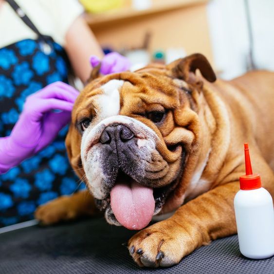 4 steps to clean your dog's ears at home 