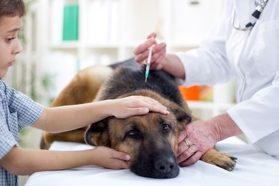 Vaccinating your dog is a good measure to ensure the safety of you and everyone around