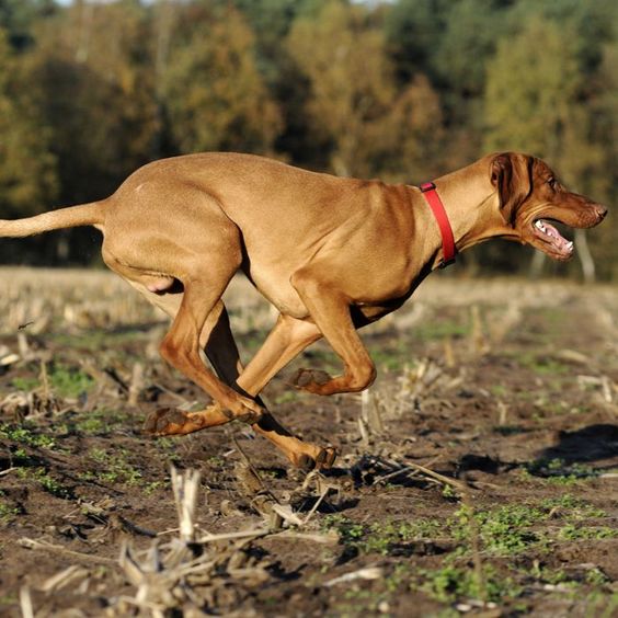 Exercise helps dogs improve many health problems