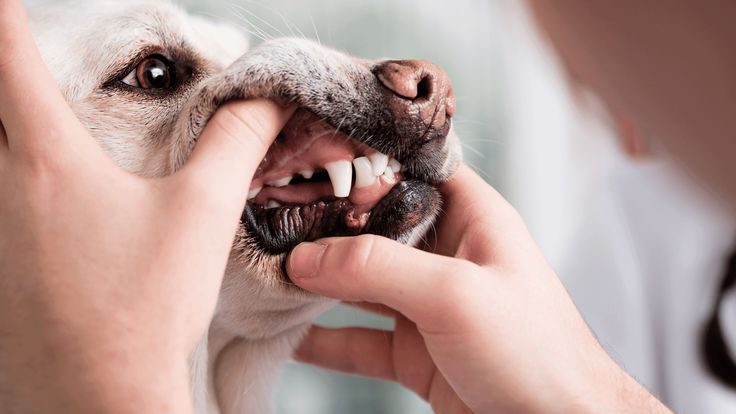 Brush your dog's teeth