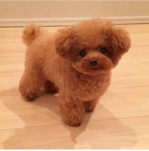 5 Easiest Poodle Care Tips