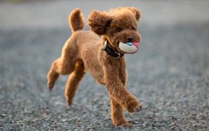 5 Easiest Poodle Care Tips