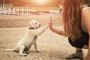 5 Most Effective Ways to Get Dog’s Energy Out