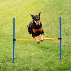 5 Most Effective Ways to Get Dog’s Energy Out