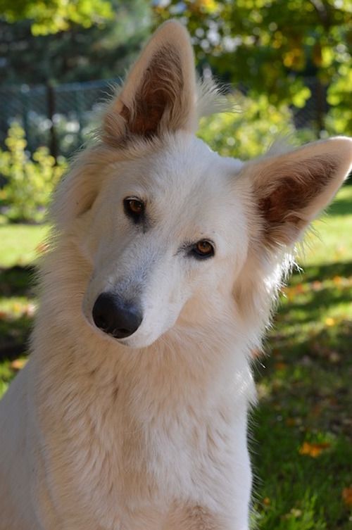 Dogs recognize and listen to their surroundings