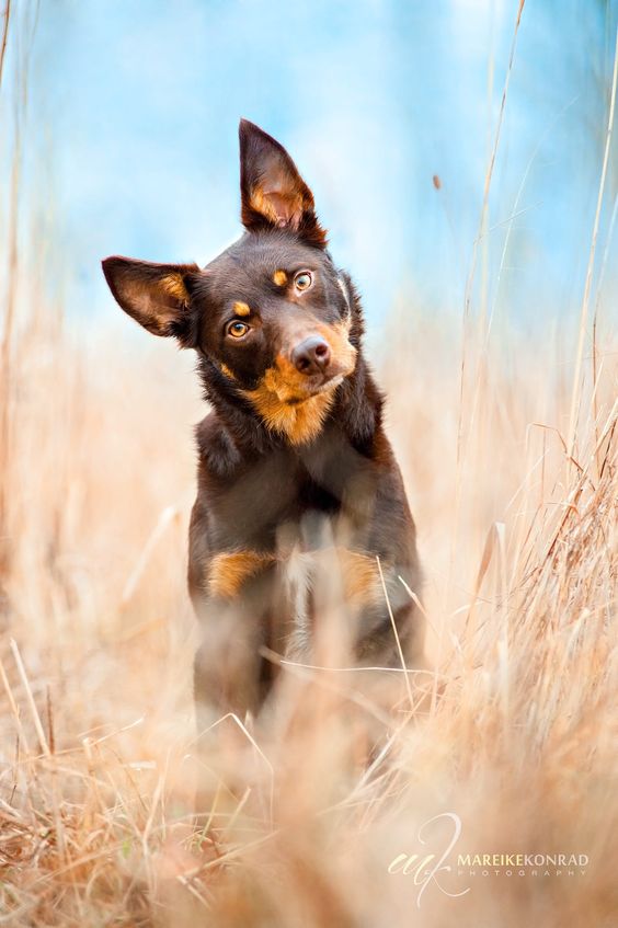 Dogs see and recognize body language