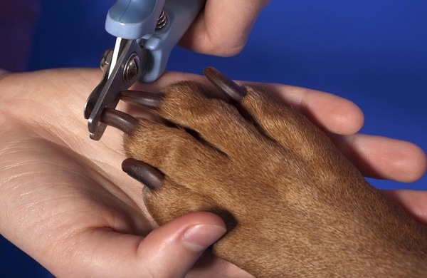 Cut the dog's nails properly