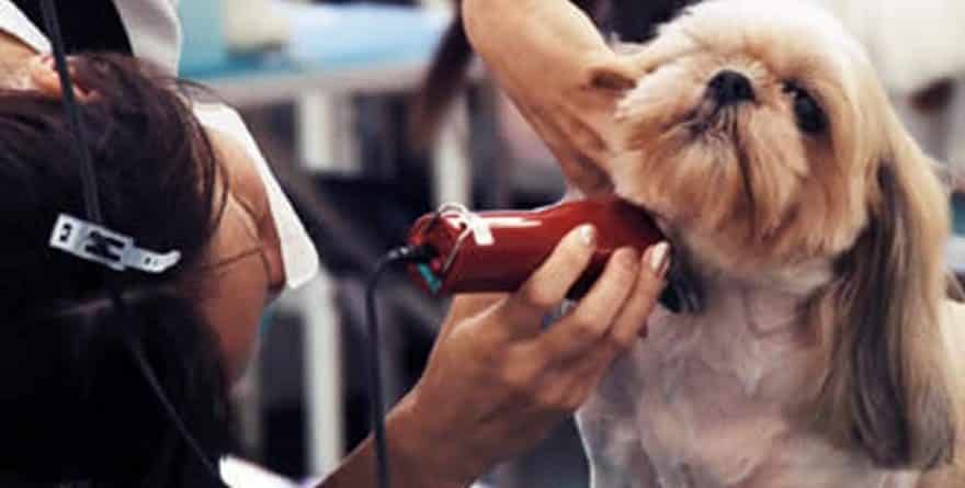 Trim your pet's hair in a flash, painless