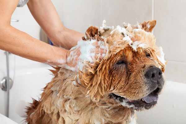 Bathing a dog