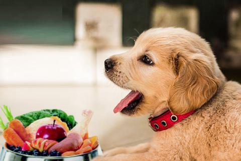 Necessary nutrition for a healthy dog's coat