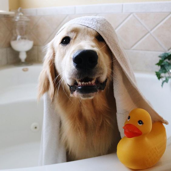 Bathing habits help dogs have smooth coats