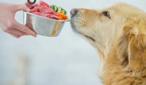 How to make dog food 