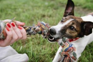 Play with dogs with tug of war