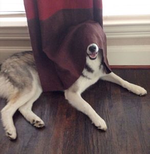 Play hide and seek with dogs