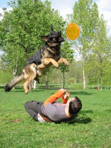 Play with the dog throwing discus