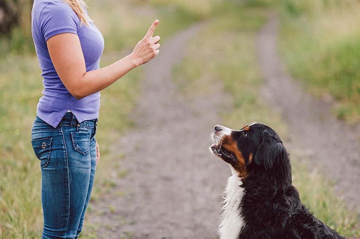 Training the dog to sit is the simplest method