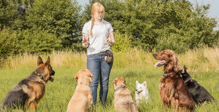 Training Dog Walk Towards You