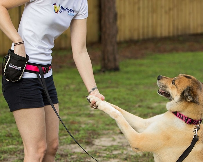 How to Train a Dog to Shake Hands