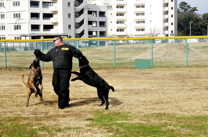 How to Train Dogs to Walk on Two Legs