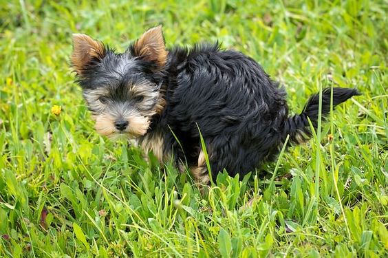 Choose a spot for your dog to defecate