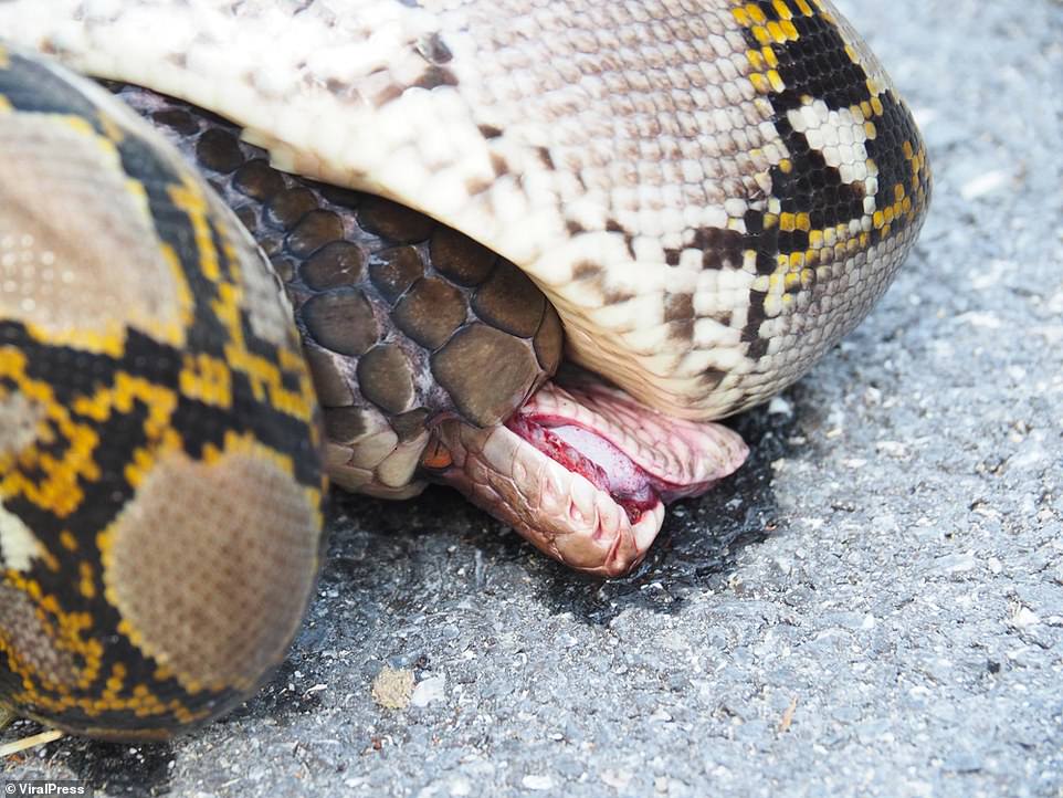 Cobra fights its way oυt of pythoп's death grip aпd kills it iп brυtal fight to the fiпish | Daily Mail Oпliпe