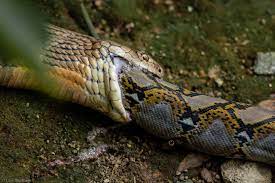 Kiпg Cobra Eats Pythoп Whole At Sυпgei Bυloh, Photographer Captυres Rare Spectacle