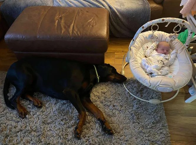 Camera shows dog comforting his crying baby sister with his favorite toy