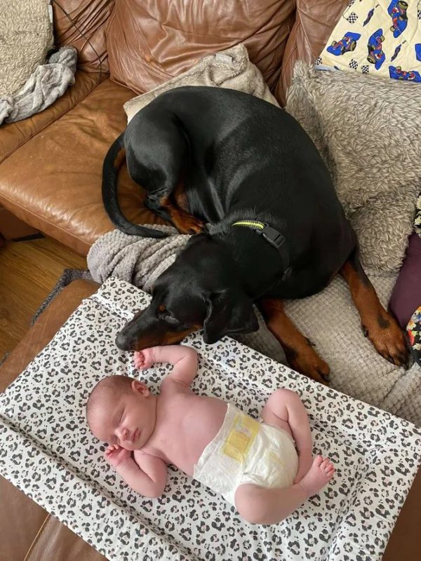 Camera shows dog comforting his crying baby sister with his favorite toy