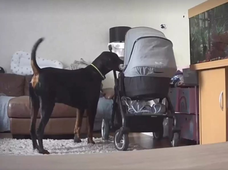 Camera shows dog comforting his crying baby sister with his favorite toy