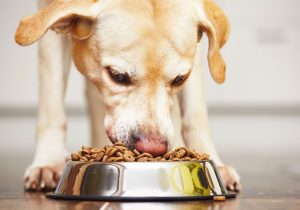 Feed your dog a healthy diet