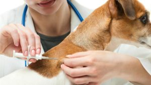 Vaccines for Dog