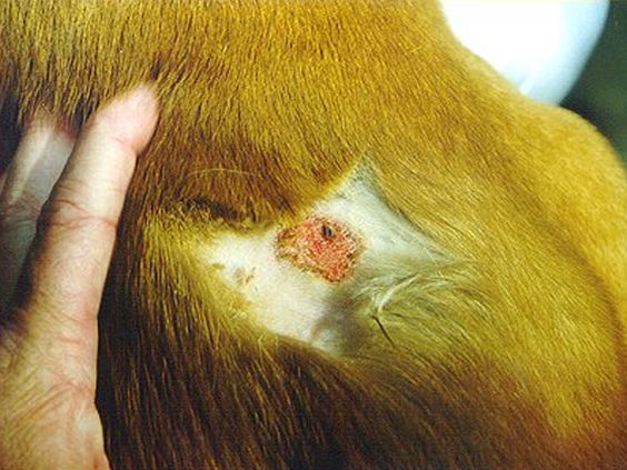 Skin fungus makes pets very uncomfortable and painful