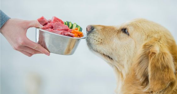 Fresh Food For Dogs