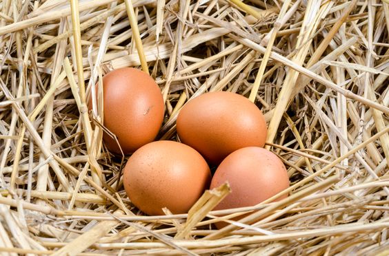 Poultry eggs