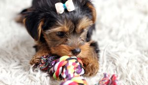 Provide toys to entertain the puppy