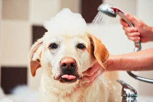 Trim your dog's hair