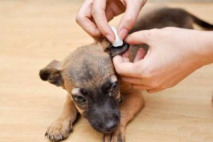 Clean dog's ears