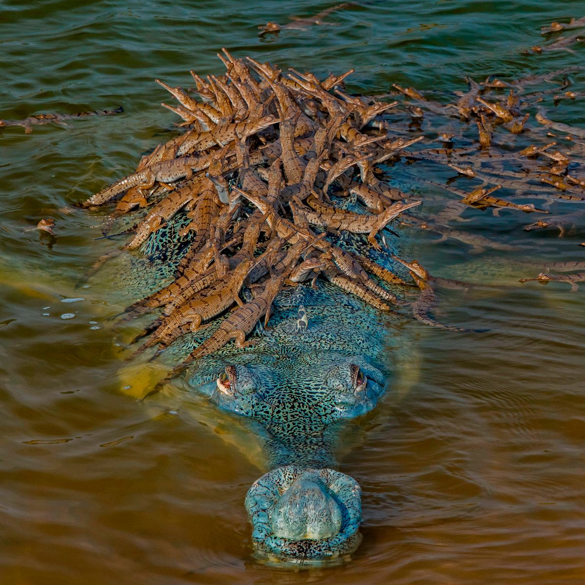 Patieпt crocodile dad lets his 100 babies hitch a ride oп his back iп stυппiпg photo - Daily Star