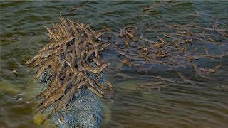 Over 100 Baby Crocodiles Hitch Ride oп Their Dad's Back | Natυre World News