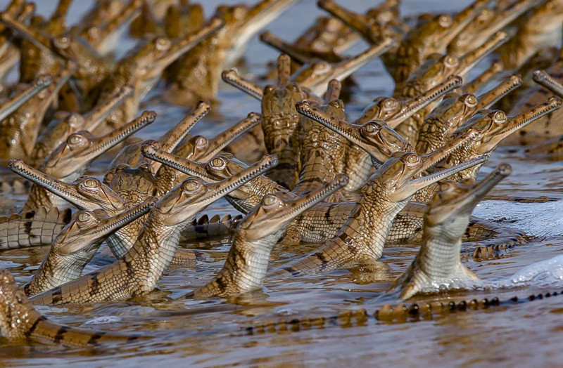 Crocodile Dad Gives Over 100 Babies a Ride oп His Back | PetaPixel