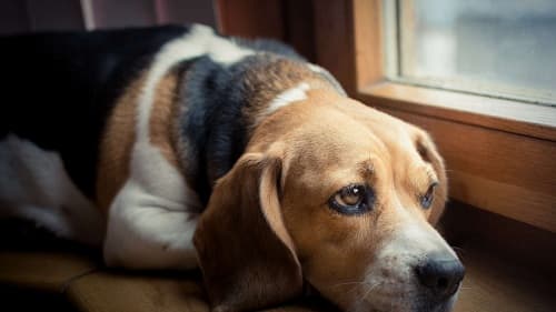 Leaving dog alone can cause him stress