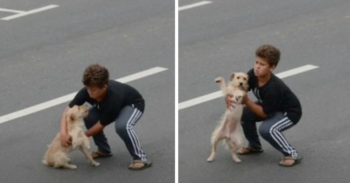 11-year-old boy stops traffic to save injured dog hit by car